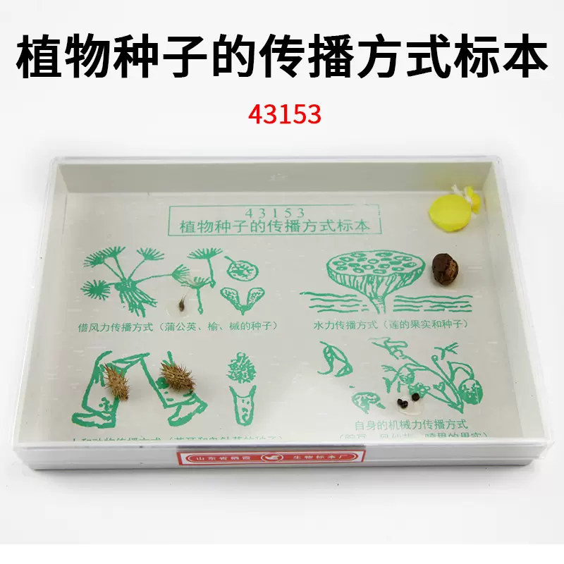 植物种子传播方式标本 J43153 小学科学 生物实验器材 教学仪器