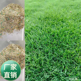 马尼拉草籽  四季青 美国蓝标黑麦草 美国蓝标高羊茅 冷季早熟禾