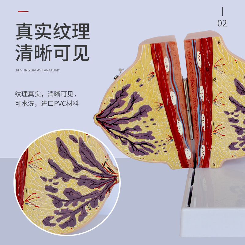 �鷿ģ����ģ���ز�����ģ�;�ֹ�ڲ�����Ů���鷿�ṹ��ҽѧ��ѧ