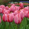 Tulip species ball flower seed seed seed seed seeds are easy to live cold water resistance to soil cultivation pots and pots of imported heavy petal balls in the Netherlands