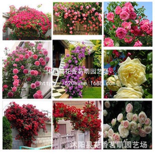 GK�ʰ��Nޱ�N�� �¼����N�� �ٱ��¼��N���ٱ�õ�������׷N100��