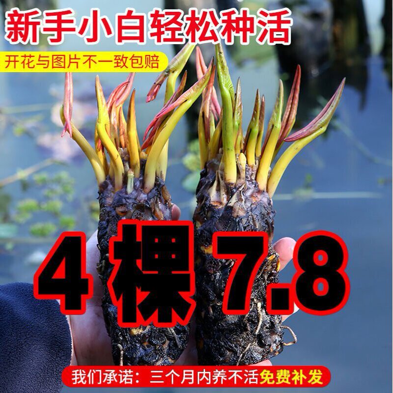 Water Lily Hydroponic Plants with Flower Buds, Multi-Season Blooming Pond Lotus Seeds, Potted Water Lily Root Blocks, Seeds Water Lily Hydroponic Plants with Flower Buds, Multi-Season Blooming Pond Lotus Seeds, Potted Water Lily Root Blocks, Seeds