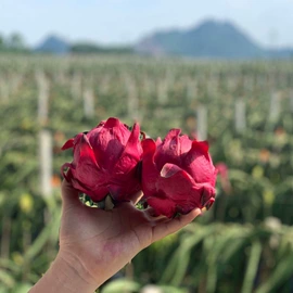 月饼;传统糕点;软糖