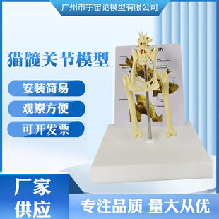 Supply Cat Hip Joint Mold Removable Dynamic Animal Lumbar Pelvic Skeleton Model Teaching Prop Model
