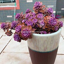 �Ϙ�����ֲ���Ϙ���Ҋ�����҃Ȼ��Gֲ���w���B��Ʒ�߼����≾����