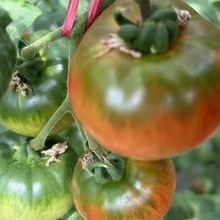 大草莓番茄苗秧苗四季种水果口感绿肩柿子苗大棚基地菜园庭院种植