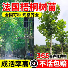 ������ͩ�������ͥԺ�L�����е��@�־G����ľ�Ϸ��Nֲ��ͩ��ͩ