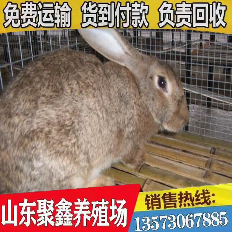 conew_www.qqma.jpg