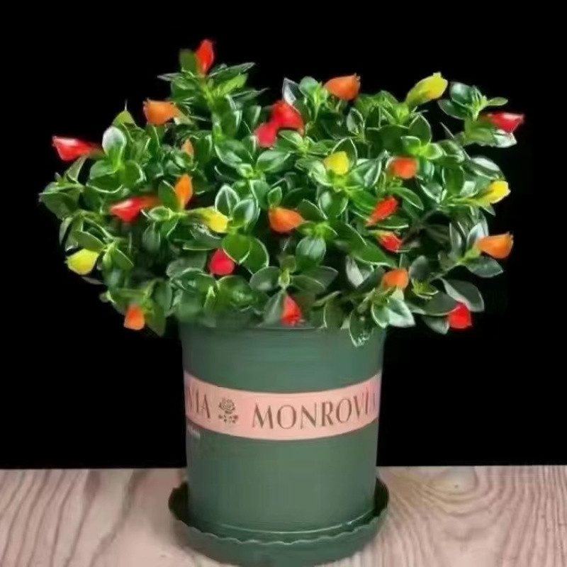 ●화분을 분해하지 않음: 원토 대형 묘목 [약 33-40그루] 1갤런 화분 - 무료 녹색 식물 넥타이 1개●