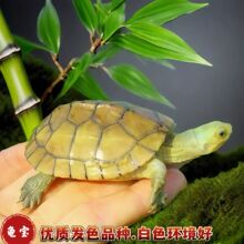 ��Ʒ����С�����S��Mˮ�����S���ϱ�ʯ���N���˼�С��ЦĘ