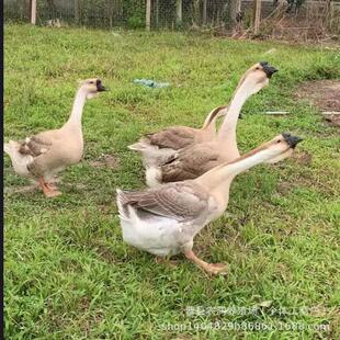 �����������Z�������ļ��Z���N�������Z��a���������Z�Bֳ�Y��