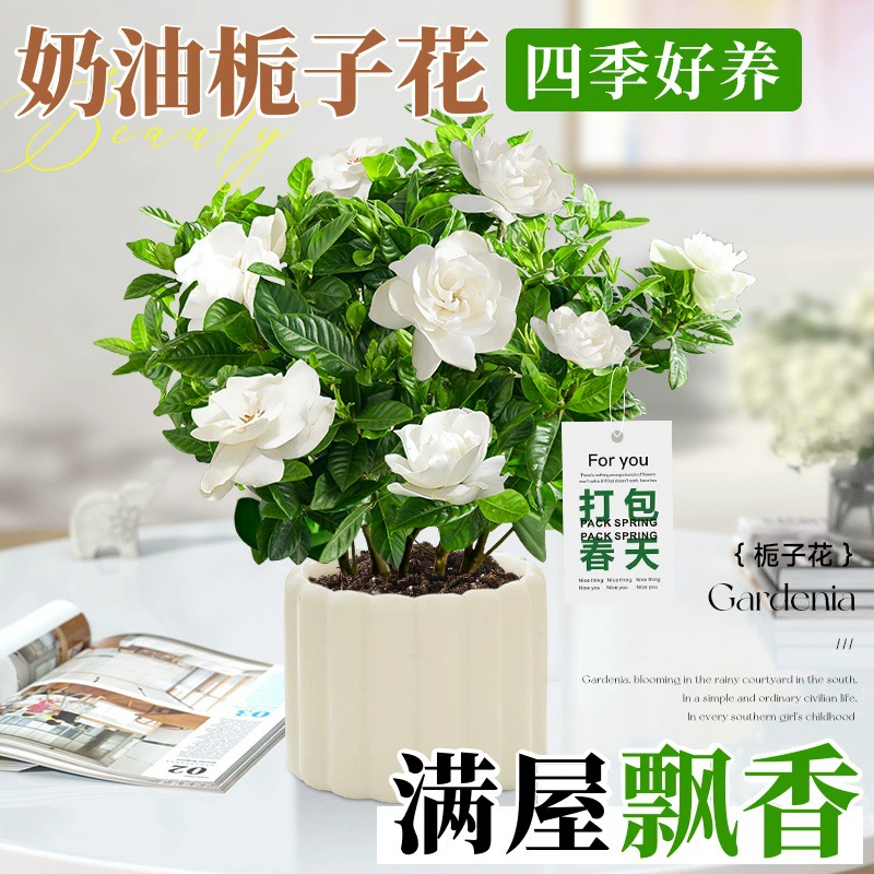 Растения в горшках Gardenia цветут в любое время года, офисный рабочий стол, легко выращиваемые цветы и зеленые растения с бутонами, небольшие украшения бонсай для рабочих мест.