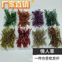 批发花干花情人草小束花材团扇玻璃罩diy手工材料配材装饰花厂家