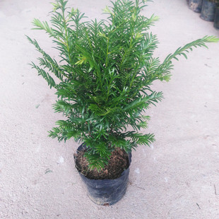 Yew Sapling Potted Southern Yew Bonsai Mandia Yew Is a Good Plant to Grow