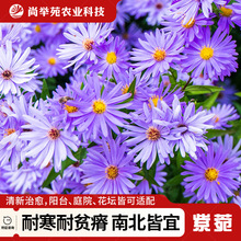 ��ɽ���ҷN�Ӻ��m���ļ��׷N����ͥԺ�̨���^�����������ͺ����N