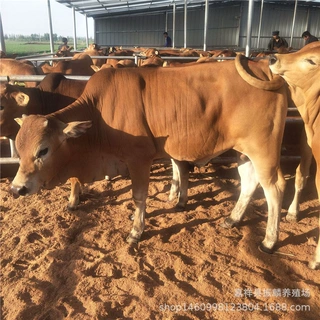 育肥改良鲁西黄牛 小母牛犊 广西肉牛养殖基地 出售改良黄牛