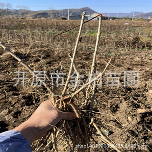 ����ѿ����|������ѿ�t��Gѝ��Ϟ����^С���ɽ����ˮ�����ѿ