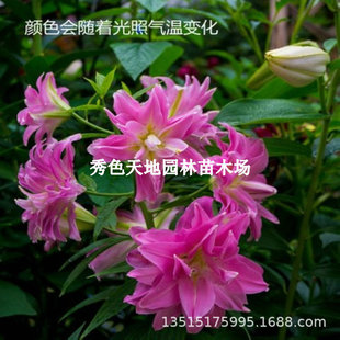 Imported Perfume Lily Bulbs with Buds, Strong Fragrance, Indoor Balcony Courtyard Cold-Resistant Perennial Florals, Four-Season Potted Plants