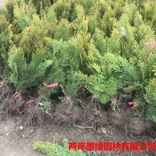 塔柏松柏苗龙柏侧扁柏四季宝塔松绿化苗庭院松树行道树乔木树苗柏