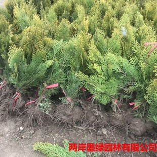 �����ɰ������؂ȱ���ļ������ɾG����ͥԺ�ɘ��е����ľ�����