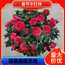 һ�����l����������ɽ�軨������ɫ�൤����ֲ���҃Ⱥ��B�軨����