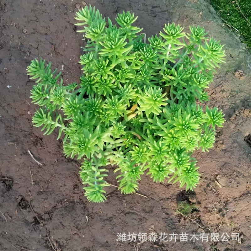 Трава дихондра для крыш и газонов, морозо- и жаростойкая, вечнозеленый многолетник с золотыми листьями.