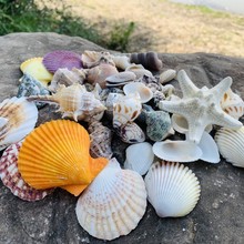 贝壳海螺diy幼儿园环玩具礼物鱼缸造景装饰材料