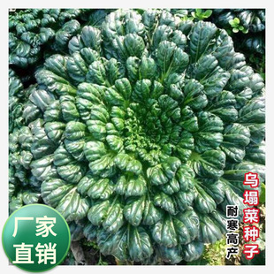 �����˷N�Ӻ��Ğ��ջ��˷N���＾�ڲ��̨�����ļ��S�Ğ��߲˷N��