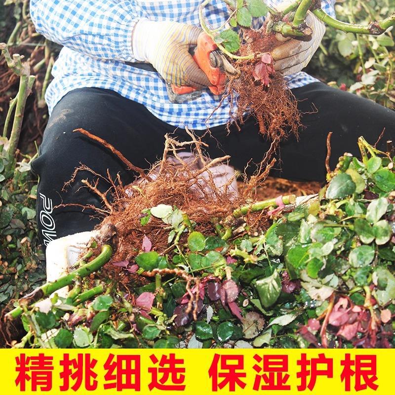 云南玫瑰花树苗老桩红玫瑰老根巴克月季花苗好养活开花浓香花卉
