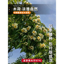 木荷种子基地直销造林绿化种子木荷树种别墅庭院绿植盆栽阔叶防火