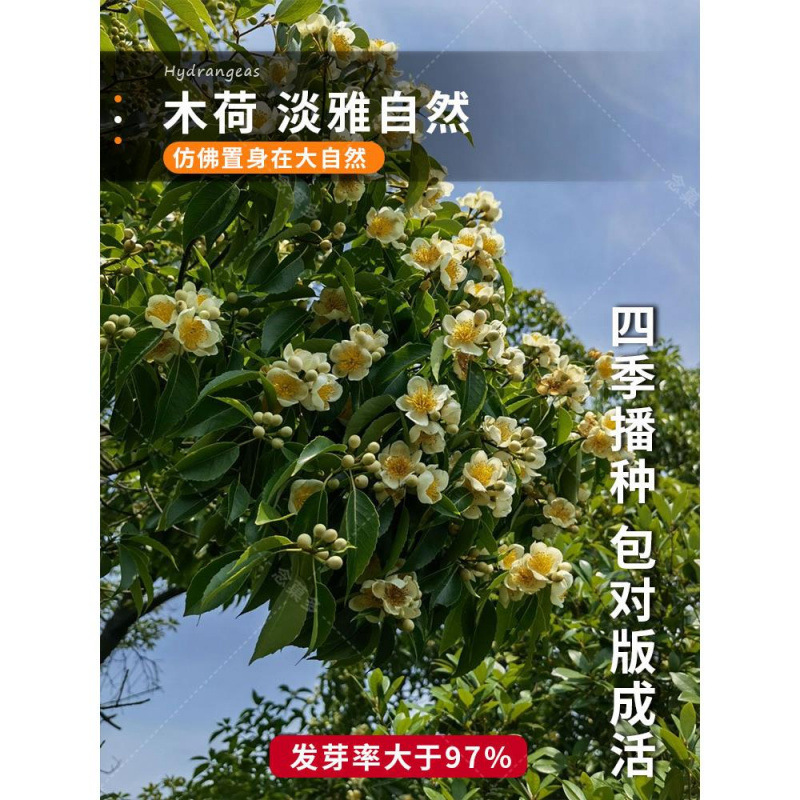 木荷种子基地直销造林绿化种子木荷树种别墅庭院绿植盆栽阔叶防火