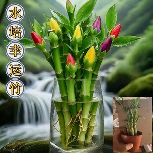 �������F��ˮ��ֲ��͏d�k���҃Ȼ��ܾGֲ����ˮ�񹝹��ߴ�����