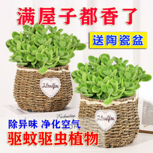 Touch-Up Incense Potted Strong-Scented Living Room Nourishing Incense Florals Indoor Special Incense Purifying Air Old Pile Changzhen