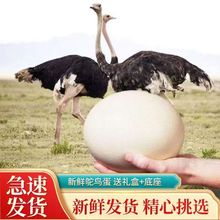 ���r�r�B�� ��̖���] ʳ�������� ���󵰿�ʳ���r���� �Y��̴�