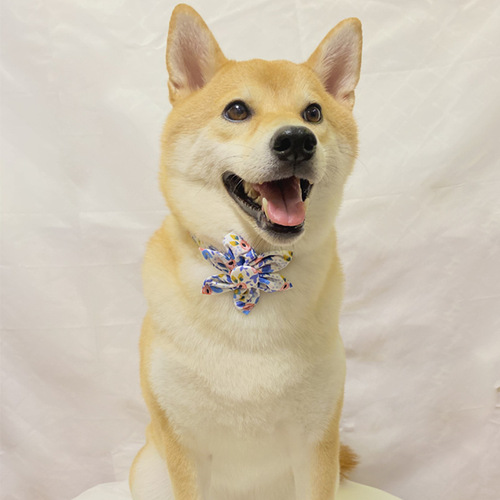 Aming New Pet Collar, Floral Rose Gold Collar with Sunflower Button Design Dog Collar