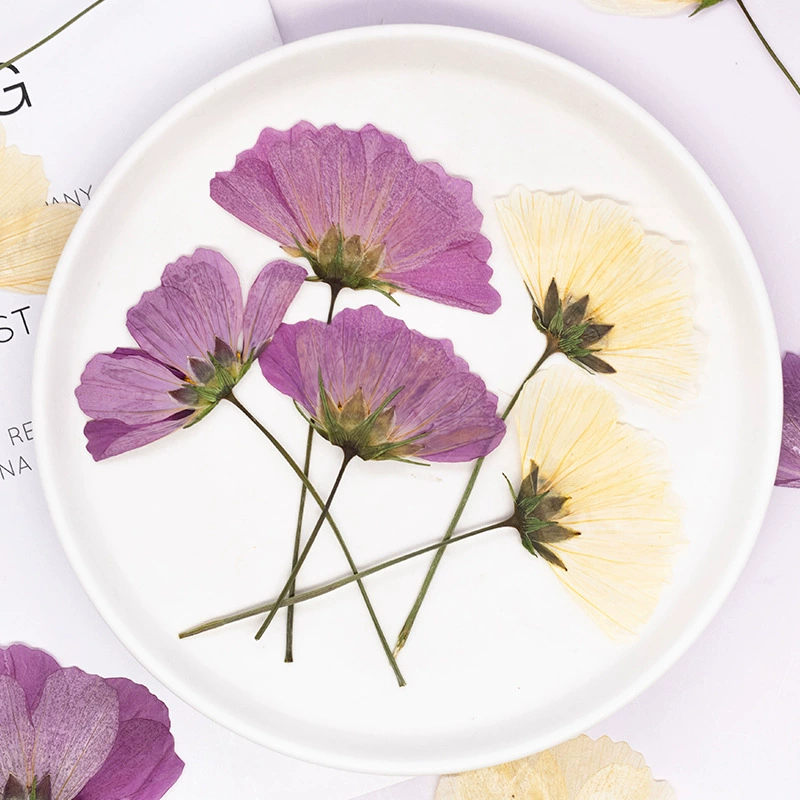 Ge Sang Flower сторона с ветками и сухими цветочными материалами