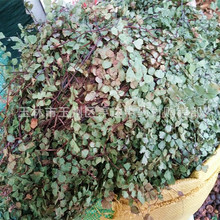 �����i�W��  �F�z�� �ië�� �F������؛