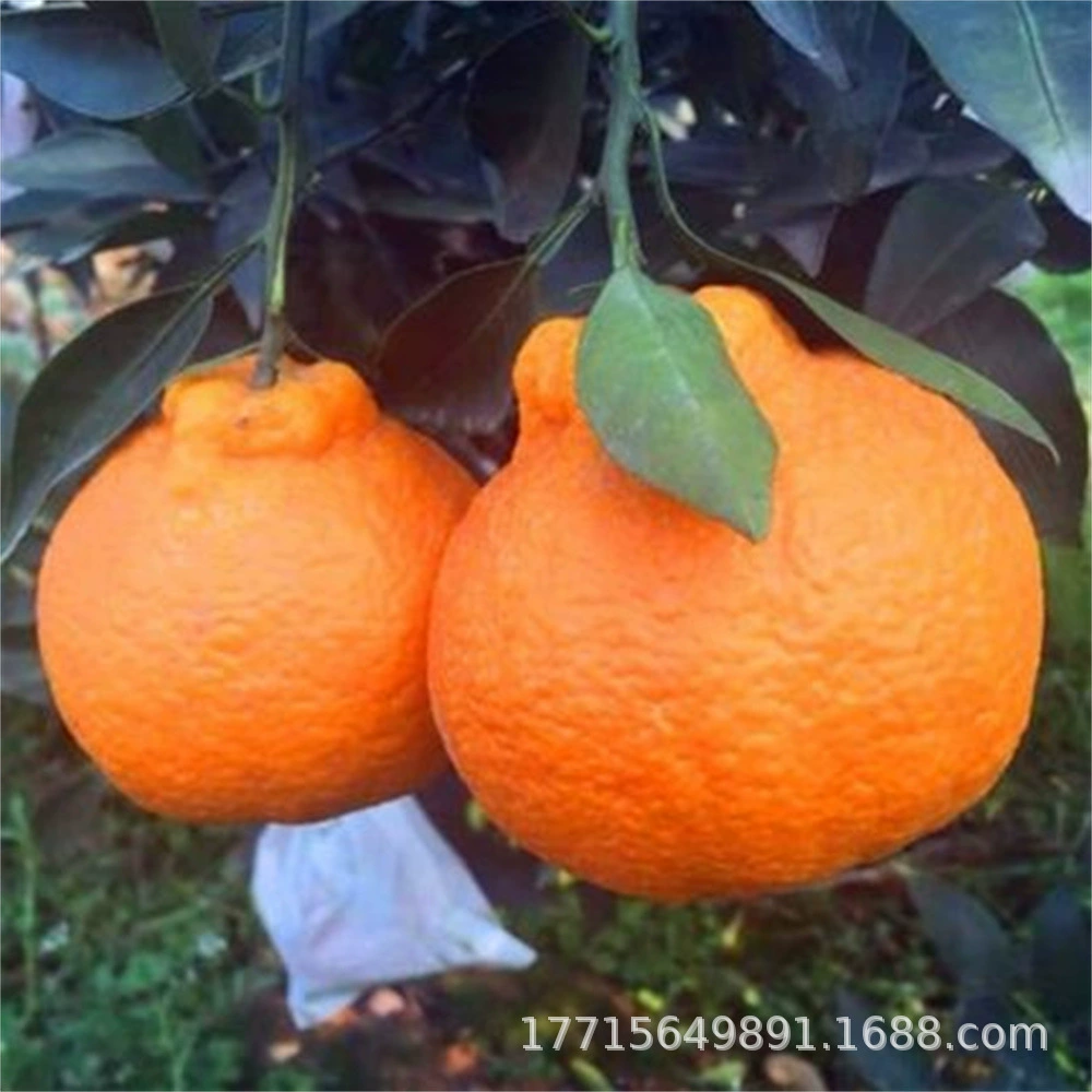 Красная рифма Ароматная Апельсиновая рассада Цитрусовые рассады Красное мясо Понкан Рассада Red Beauty Оранжевая рассада Посадка рассады на юге