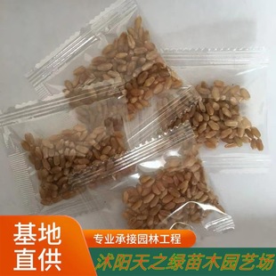 ؈�ݷN��С���bˮ�������ļ��NֲС��������С����β��؈���ɷN��