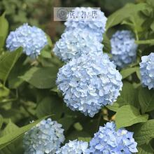 ������ ������С��  ���ֺ��BͥԺ����