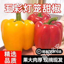 新鲜彩椒五彩椒当季现摘圆椒绿青椒灯笼甜椒新鲜蔬菜包邮可选顺丰
