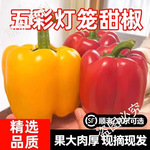 新鲜彩椒五彩椒当季现摘圆椒绿青椒灯笼甜椒新鲜蔬菜包邮可选顺丰