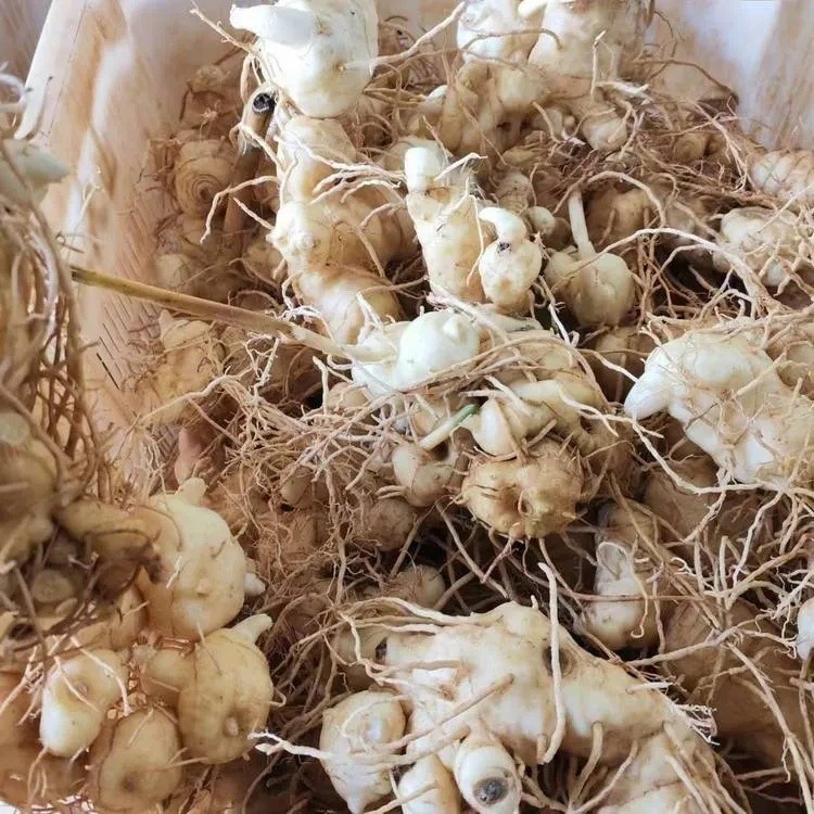 Dried Polygonatum Slices Huang Jing 500g Sulfur-Free Herbal Ingredient for Wine Soups and Congee specifications
