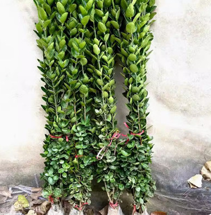 Dropshipping Hokkaido Boxwood Holly Saplings All Year Round Evergreen Wall Green Fence Plant Courtyard Greening Large Leaves