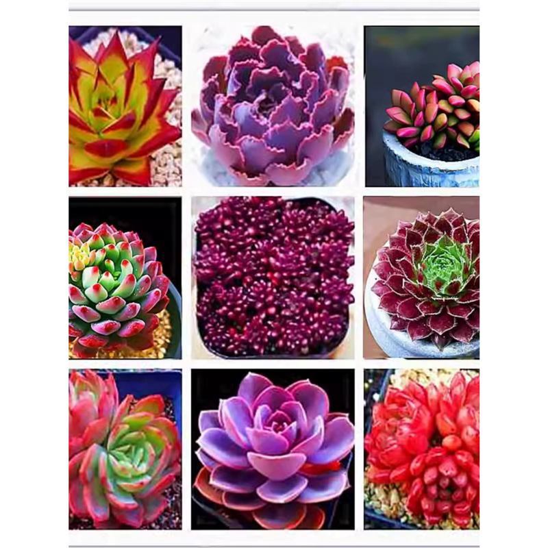 New Variety of Succulent Plants in a Box, Rare and Expensive Combination of Potted Plants and Micro-Landscape Beginner Set
