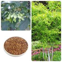 槭树种子鸡爪槭种子糖槭复叶槭种子青榨槭糖枫树血皮槭茶条槭种子