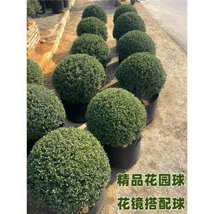 ���׶����������������������Ϟ���X�~�ͺ����@�OӋ���Rֲ��