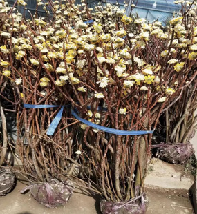 One Piece of Dropshipping Knotted Flower Saplings Balcony Potted Courtyard Cold-Resistant Plants Florals Knotted Flower Seedlings Happy Flower Tree Dream Winter