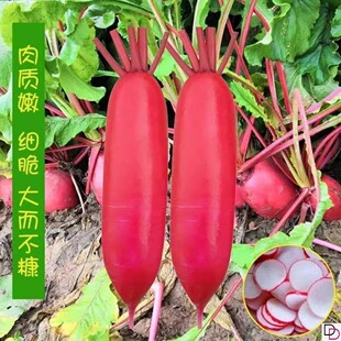 [Original High Yield] Water Radish Seeds with Red Skin and White Flesh, Early Maturing, Crisp and Sweet Vegetable Seeds for Sowing in All Seasons