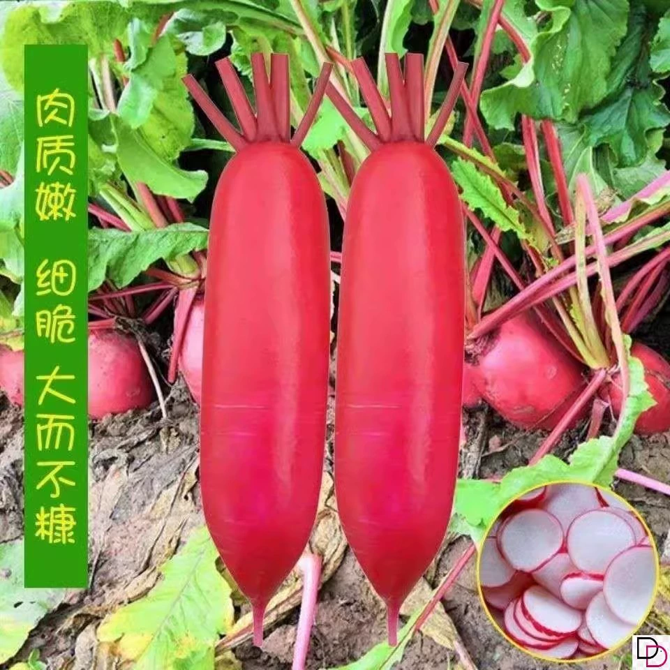 [Оригинальный высокий урожай] семена редьки с красной кожурой, белое мясо, семена редьки, семена редьки, ранние созревания, хрустящие, сладкие, четыре сезона, семена овощей